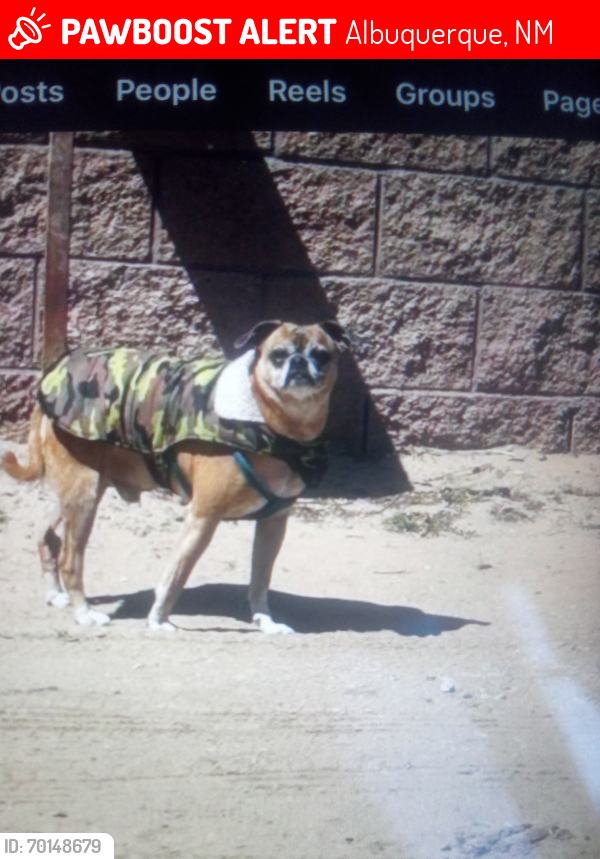Lost Male Dog last seen Blake and answer Southwest Albuquerque New Mexico, Albuquerque, NM 87105