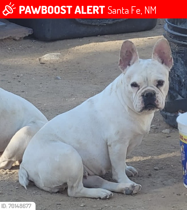 Lost Female Dog last seen Near Lois lane 87507, Santa Fe, NM 87507