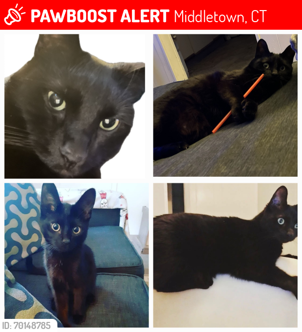 Lost Male Cat last seen Near Pearl Street, Middletown CT, Middletown, CT 06457