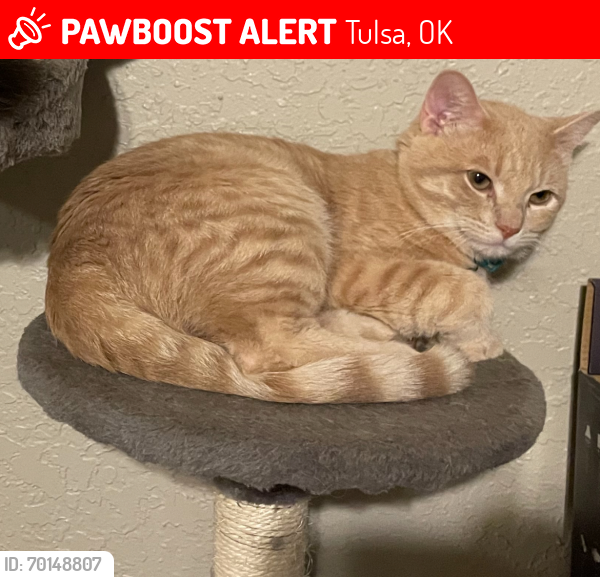 Lost Male Cat last seen S 87th E Ave Tulsa 74145, Tulsa, OK 74145