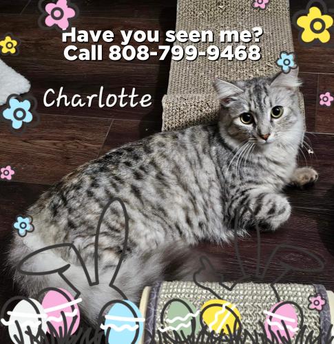 Lost Female Cat last seen Kahili and Akumu in Enchanted Lake neighborhood , Kailua, HI 96734