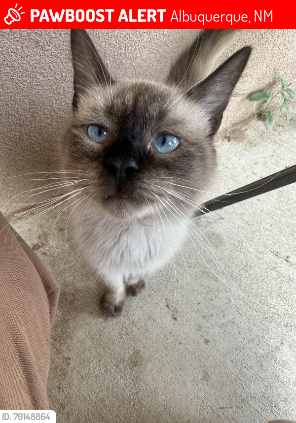 Lost Male Cat last seen Rio bravo and 2nd st, Albuquerque, NM 87105