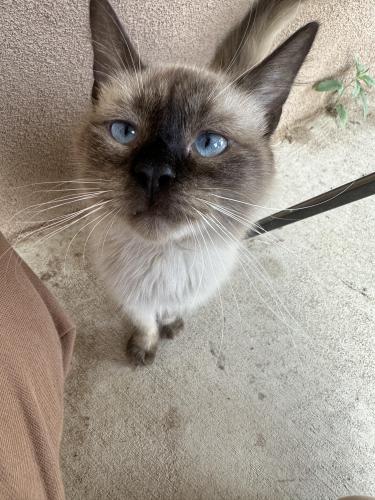 Lost Male Cat last seen Rio bravo and 2nd st, Albuquerque, NM 87105