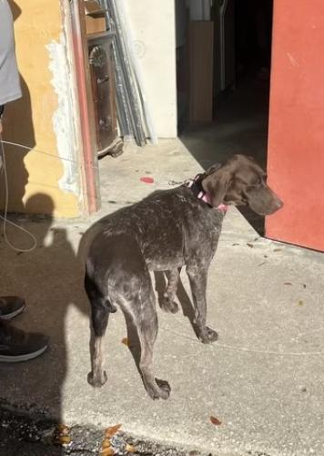 Lost Female Dog last seen By the sams club and walmart supercenter, Port St. Lucie, FL 34952