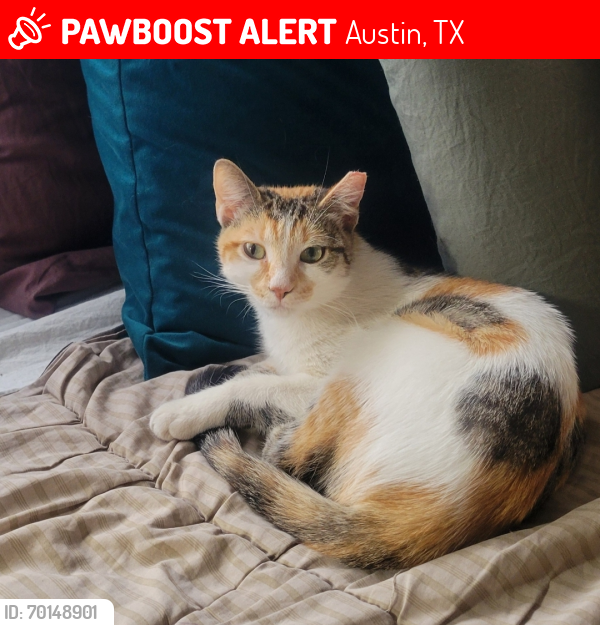 Lost Female Cat last seen Lamplight village & candlestick, Austin, TX 78727