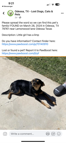 Lost Female Dog last seen Moss road and 14th or 15th street, Odessa, TX 79761