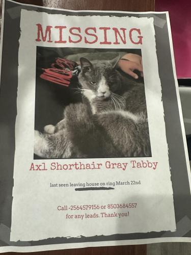 Lost Male Cat last seen Clifford st, Fort Walton Beach, FL 32547