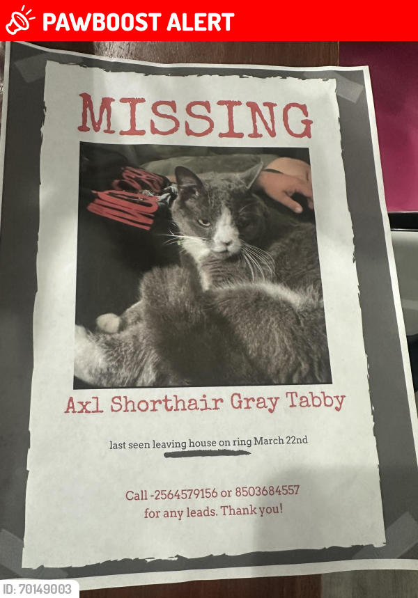 Lost Male Cat last seen Clifford st, Fort Walton Beach, FL 32547