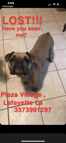 Lost Male Dog last seen Bon Wier Lane, Lafayette, LA 70506