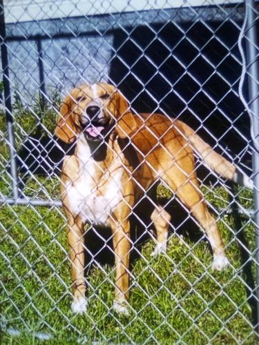 Lost Male Dog last seen Byrdville , Bolton, NC 28423