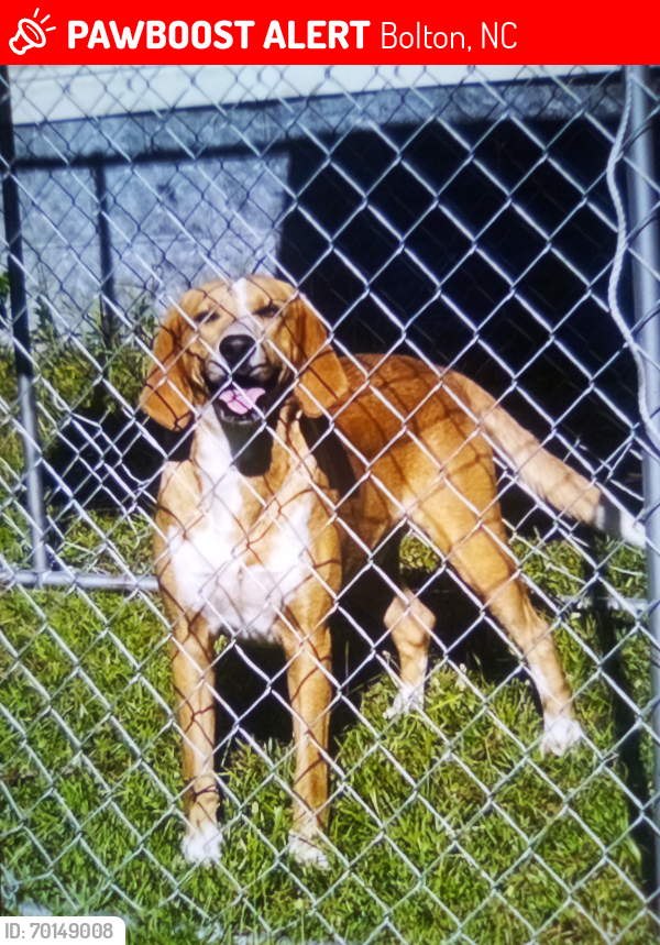 Lost Male Dog last seen Byrdville , Bolton, NC 28423
