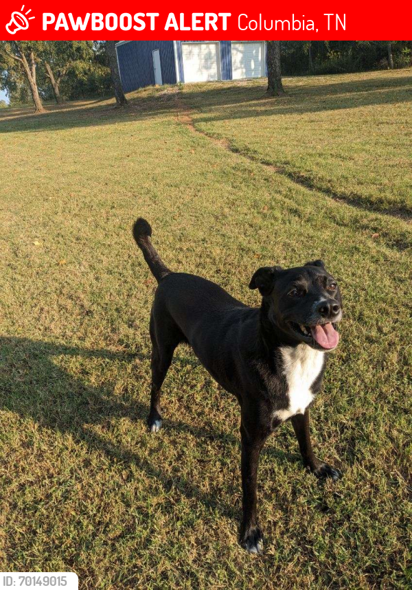 Lost Male Dog last seen Hampshire pike and highway 43, Columbia, TN 38401