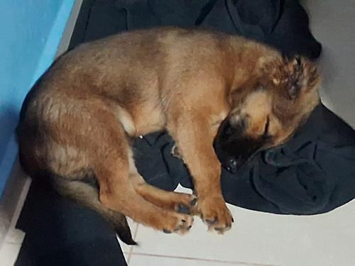 Lost Male Dog last seen Rua vitória da conquista , Vila Jaraguá, SP 