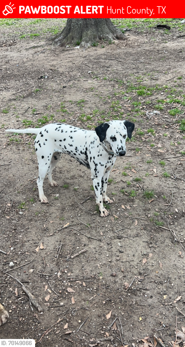 Lost Female Dog last seen Near Quinlan , Hunt County, TX 75474