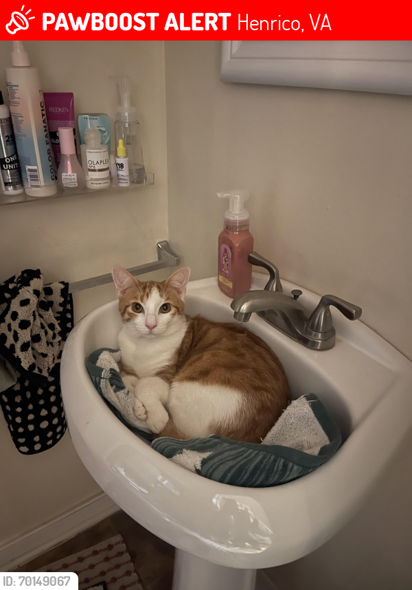 Lost Male Cat last seen Near Foxchase apmts and Daddios, Henrico, VA 23238