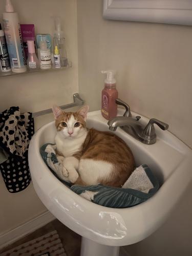 Lost Male Cat last seen Near Foxchase apmts and Daddios, Henrico, VA 23238