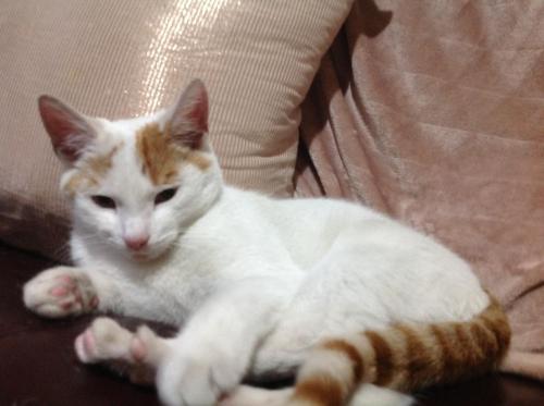 Lost Male Other last seen 31Clarence Road Sparkhill Birmingham B11 3LD , West Midlands, England B11 3LD