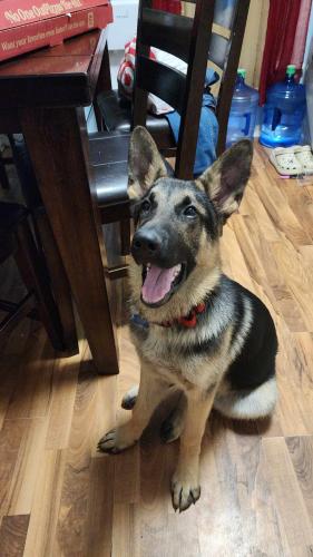 Lost Male Dog last seen Lords park, Elgin, IL 60120