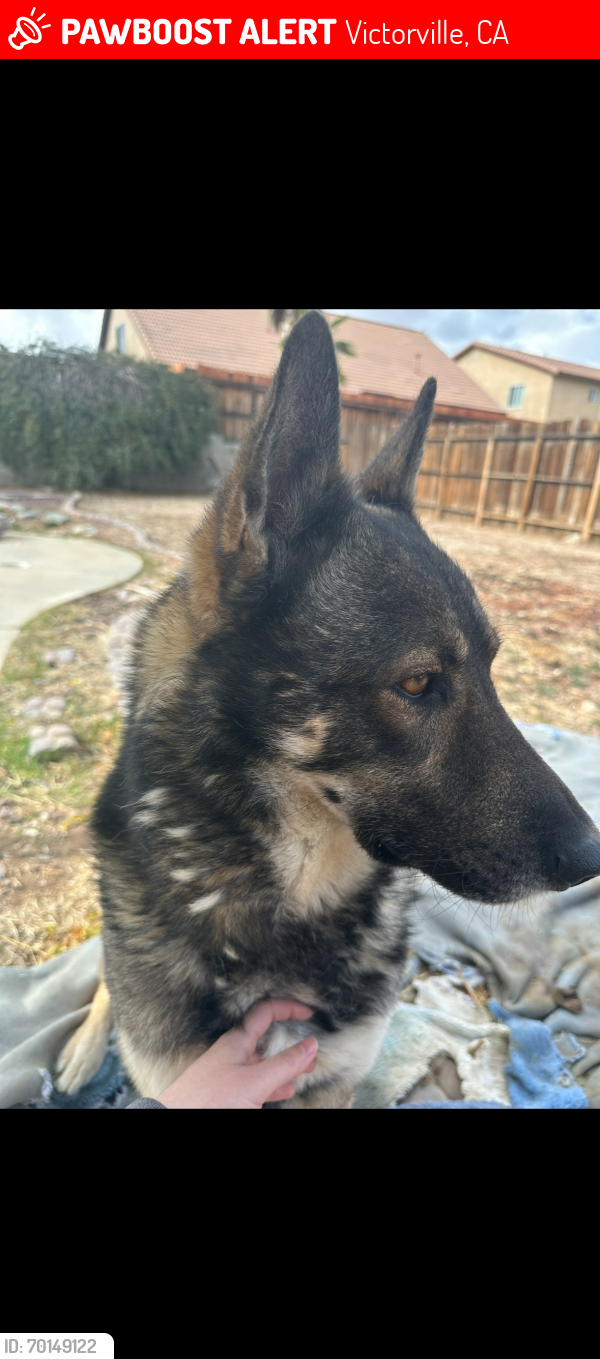 Lost Male Dog last seen La Mesa and Cobalt rd, Victorville, CA 92392