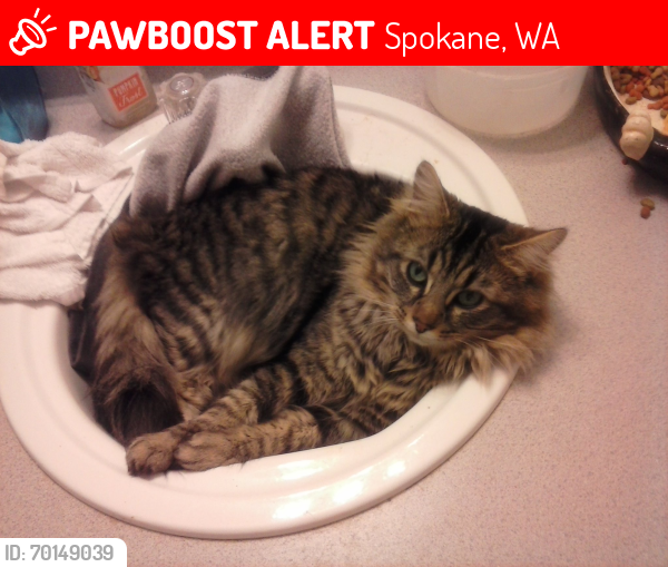 Lost Male Cat last seen Lee & Boone, Spokane, WA 99202