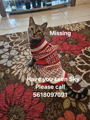 Lost Male Cat last seen Sw 63rd ter, Margate, FL 33068