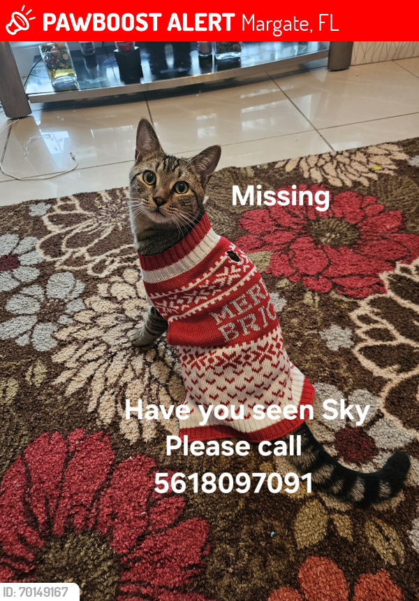 Lost Male Cat last seen Sw 63rd ter, Margate, FL 33068