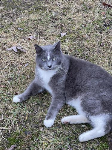 Lost Male Cat last seen Near Deer Run ests , Randleman, NC 27317