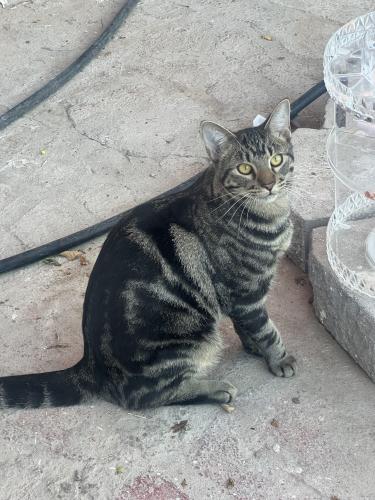 Lost Male Cat last seen Buckeye, 347th Ave, Tonopah, AZ 85354
