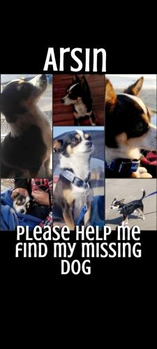 Lost Male Dog last seen Near Rancherias Dr. Fontana 92337, Fontana, CA 92337
