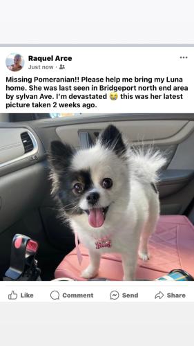 Lost Female Dog last seen Sylvan avenue bridgeport north end , Bridgeport, CT 06606
