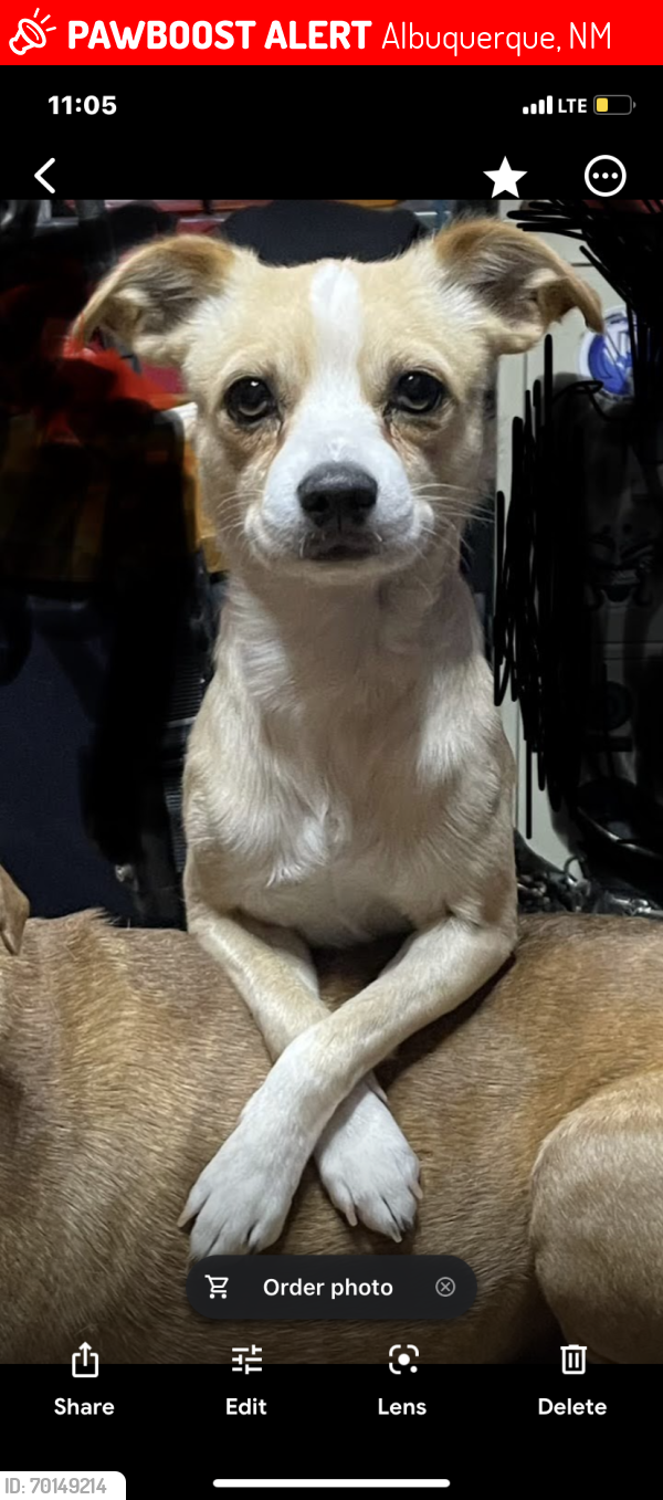 Lost Male Dog last seen Last Seen at Target on Coors in Albuquerque,NM, Albuquerque, NM 87114