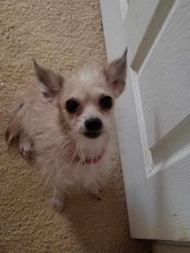 Lost Female Dog last seen McConnell Rd and Avalon Rd, Greensboro, NC 27401