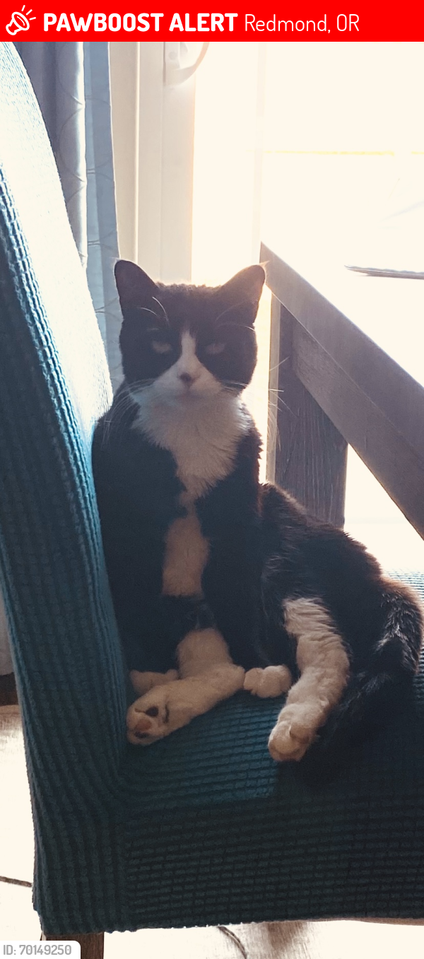Lost Female Cat last seen Nw 12th st , Redmond, OR 97756