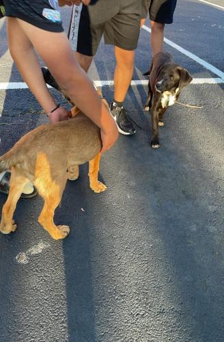 Lost Male Dog last seen YMCA Canton, GA, Canton, GA 30114