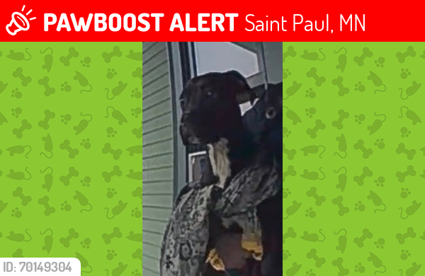 Lost Female Dog last seen Smith st, Saint Paul, MN 55102