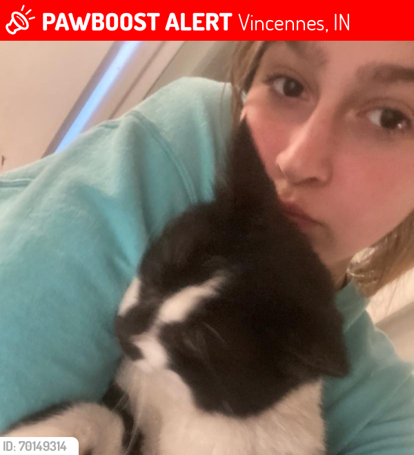 Lost Male Cat last seen 17th st & ST CLAIRE, Vincennes, IN 47591