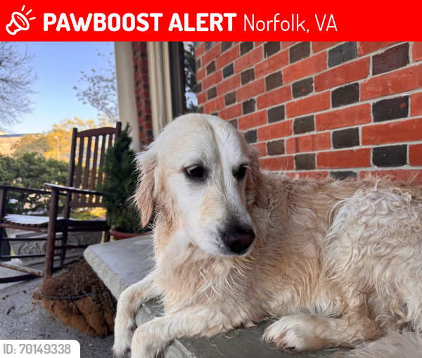 Lost Female Dog last seen Near Fairfax ave, Norfolk, VA 23507