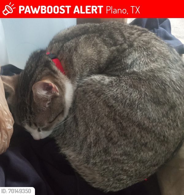 Lost Unknown Cat last seen Wagner way and spring creek , Plano, TX 75023