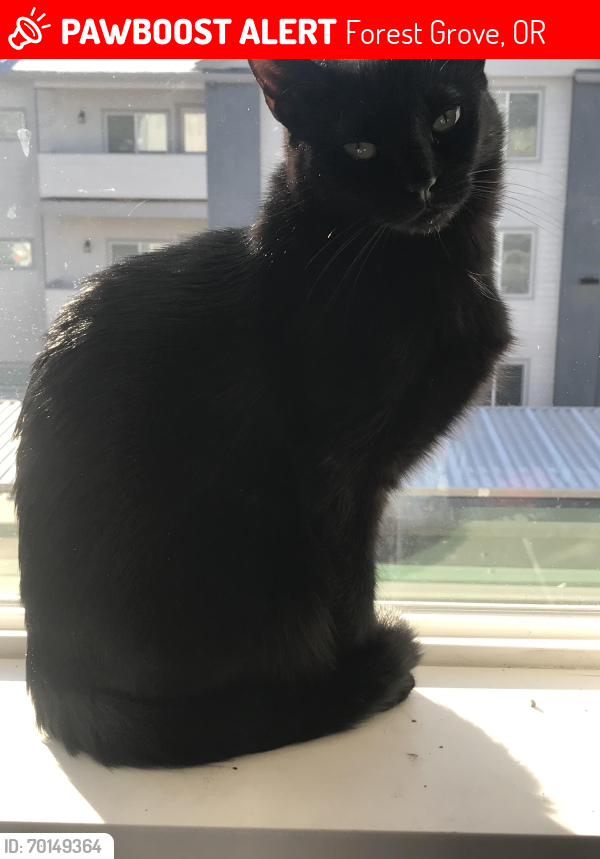 Lost Female Cat last seen Pacific hwy & poplar , Forest Grove, OR 97116