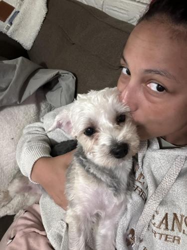 Lost Female Dog last seen near the gentilly apmts on st anthony, New Orleans, LA 70122