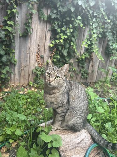 Lost Female Cat last seen Ayr st doncaster VIC, Doncaster, VIC 3105