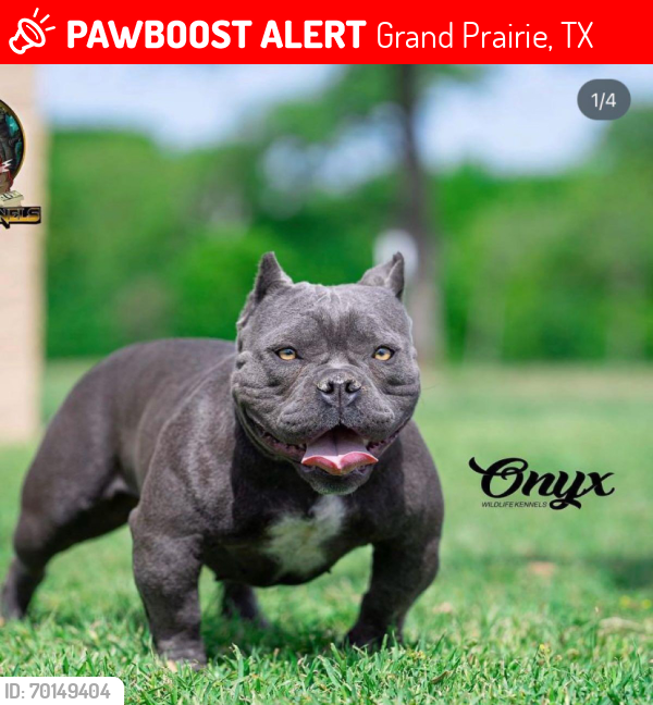 Lost Female Dog last seen Kingswood , Grand Prairie, TX 75052