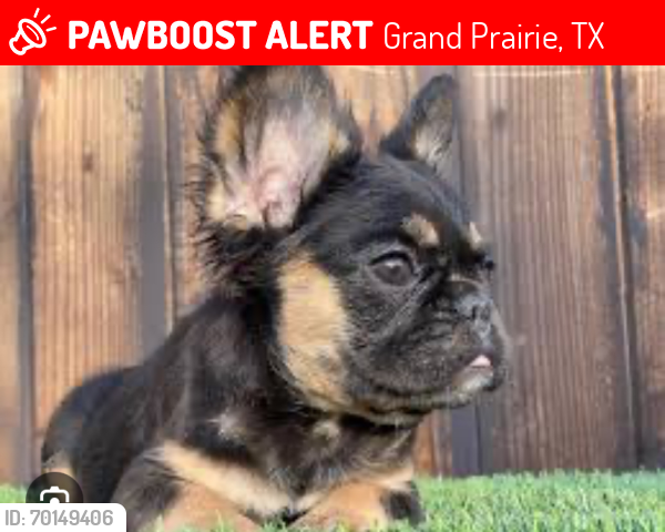 Lost Female Dog last seen Lincolnshire dr, Grand Prairie, TX 75052