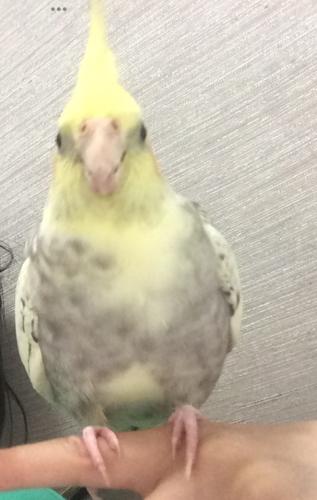 Lost Unknown Bird last seen Near Gemini Close Doncaster East, Doncaster East, VIC 3109