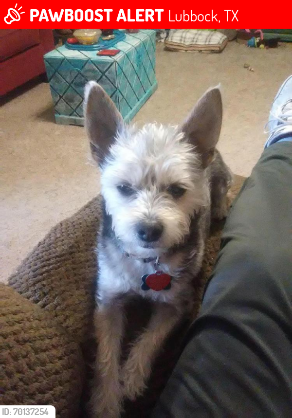 Lost Male Dog last seen Chicago and Eighth Place, Lubbock, Texas, Lubbock, TX 79416
