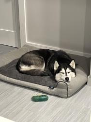 Reunited Female Dog last seen Horne rd, Belmont ma, Belmont, MA 02478