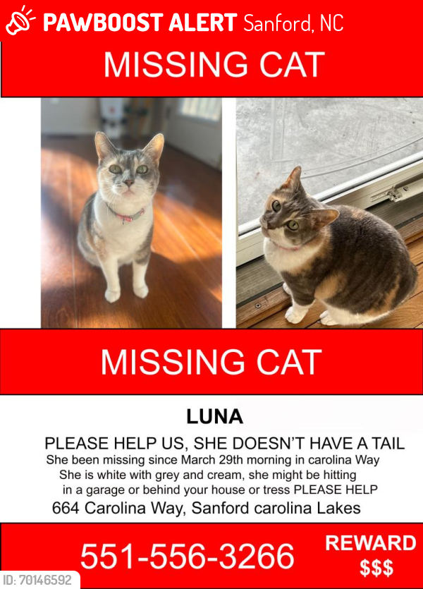 Lost Female Cat last seen In front our hse 664 Carolina way Sanford , Sanford, NC 27332
