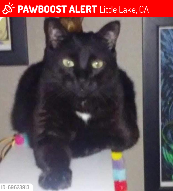 Lost Male Cat last seen East Florida Ave. & Lake Street-Acacia Ave, Hemet, CA 92544