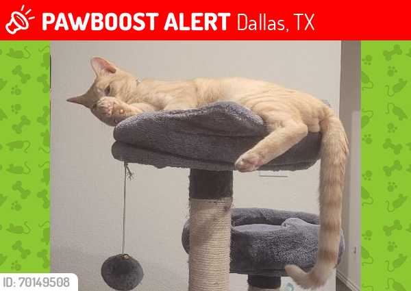 Lost Male Cat last seen Lasater and Stark, Dallas, TX 75253