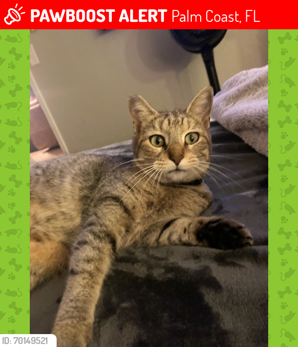 Lost Female Cat last seen  Depot parking lot, Palm Coast, FL 32137